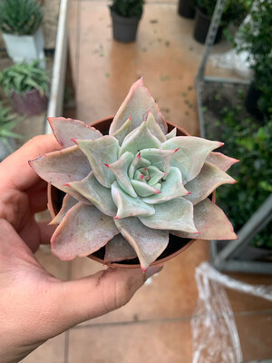 Echeveria spp. 'Madiba' - vaso Ø8 cm Echeveria spp. 'Madiba' - vaso Ø8 cm