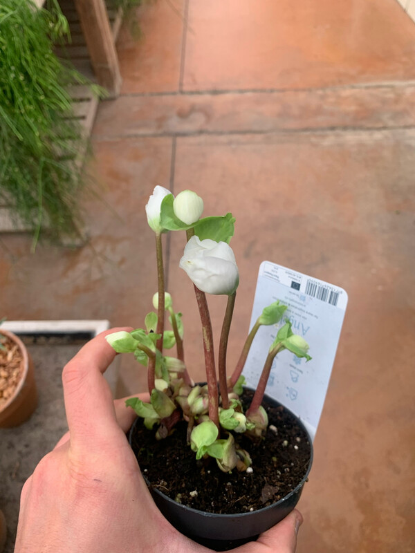 Helleborus &#39;Verboom Beauty - Elleboro - vaso 12