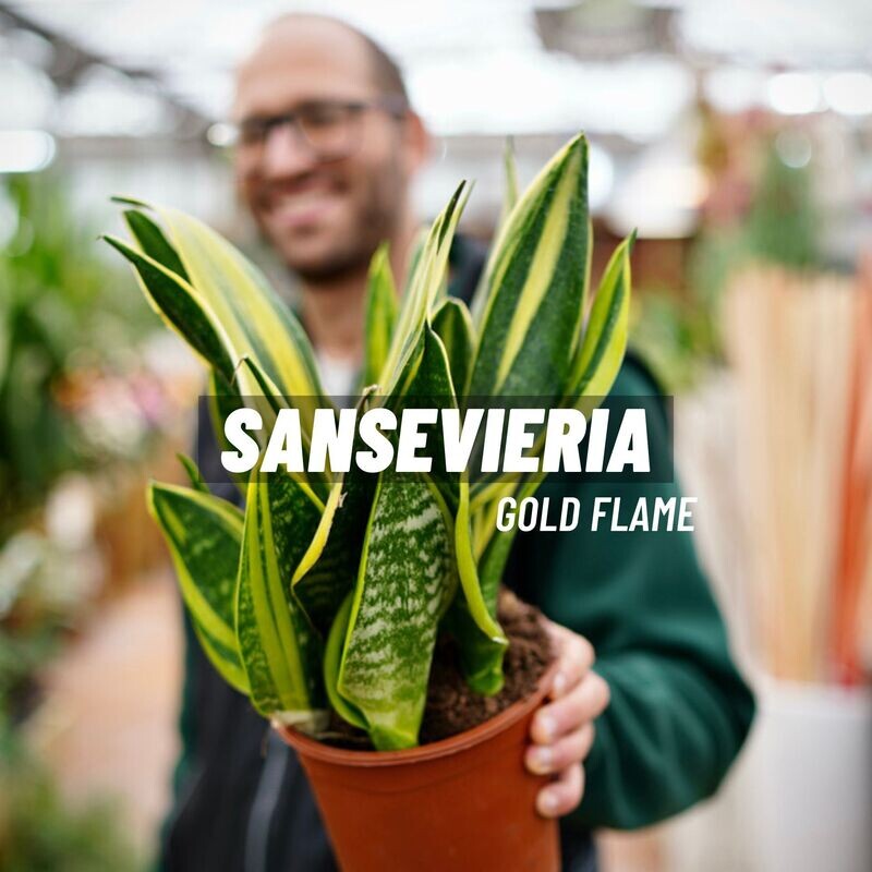 Sansevieria trifasciata 'Gold Flame' - vaso Ø13 cm Sansevieria trifasciata 'Gold Flame' - vaso Ø13 cm