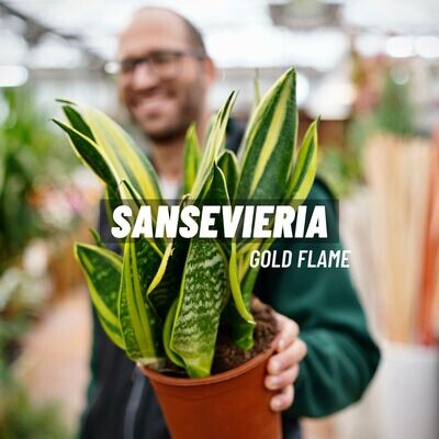 Sanseveria Sansevieria  Gold Flame vaso 17 cm