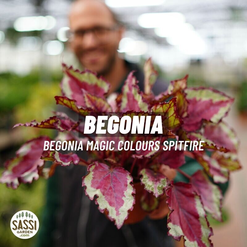 Begonia Magic Colours &#39;Spitfire&#39; - vaso Ø13 cm