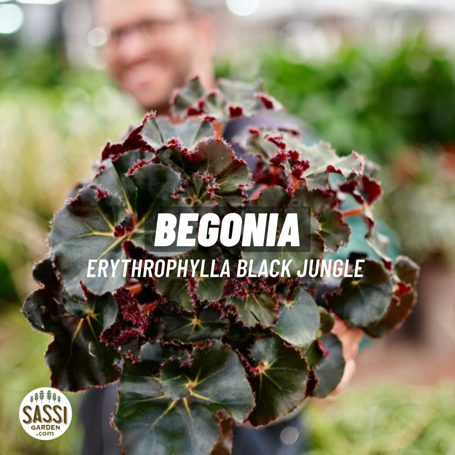 Begonia Erythrophylla Black Jungle v13