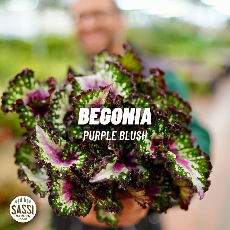 Begonia rex &#39;Purple Blush&#39; - vaso Ø12 cm
