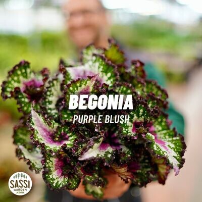 Begonia rex ' Purple Blush ' - vaso Ø12 cm