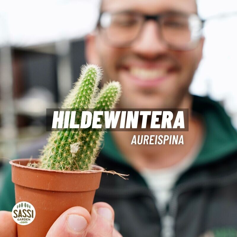 Coda di Scimmia, Hildewintera Aureispina - vaso Ø5 cm