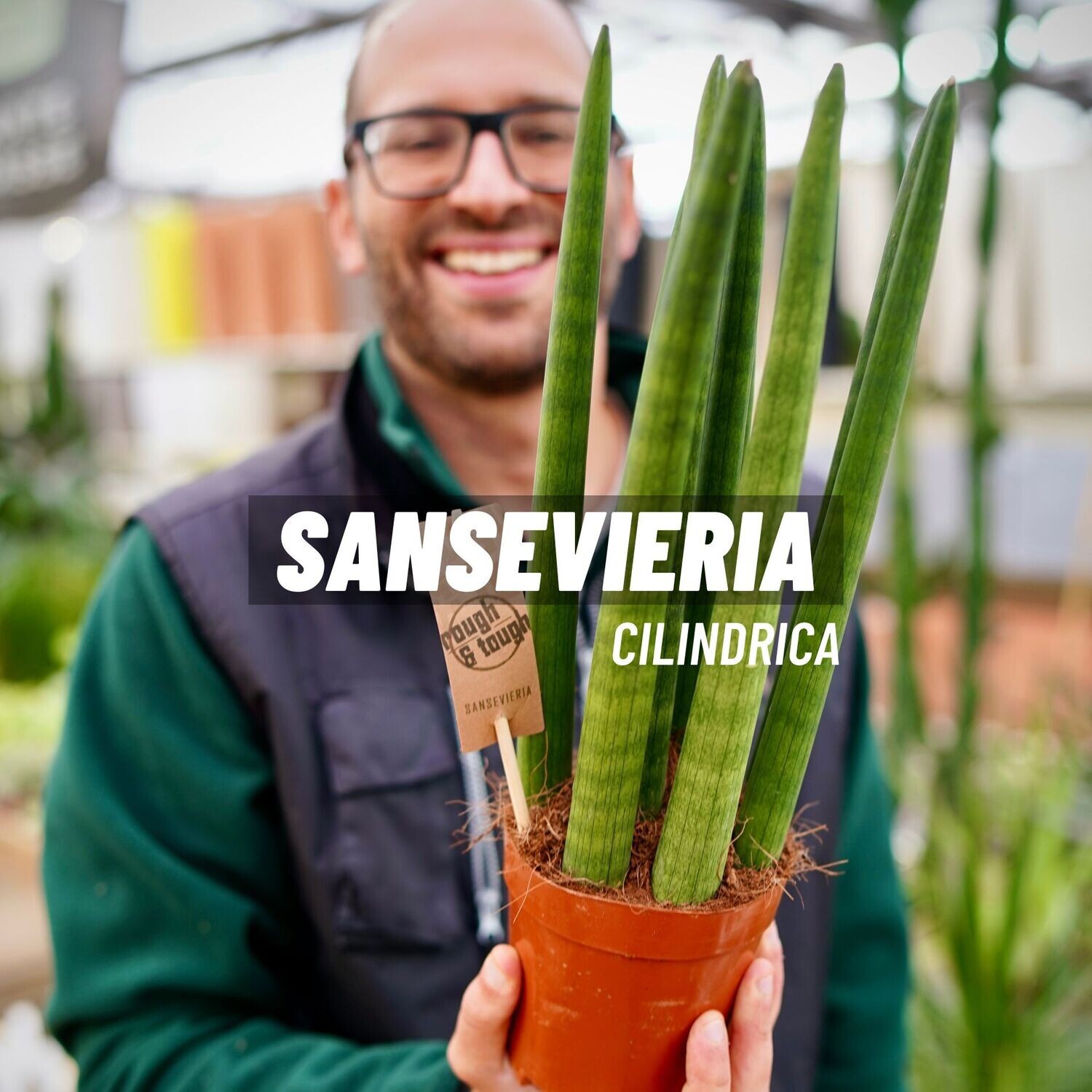 Sanseveria Sansevieria  Cilindrica vaso 12