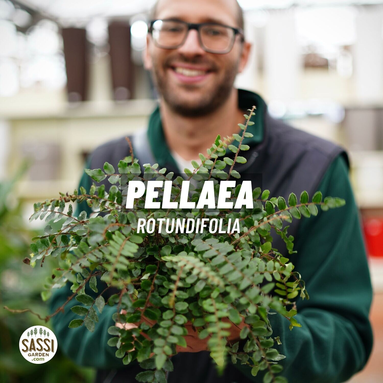Pellaea Rotundifolia vaso 12