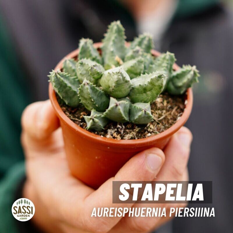 Stapelia Huernia Piersii - vaso Ø8 cm