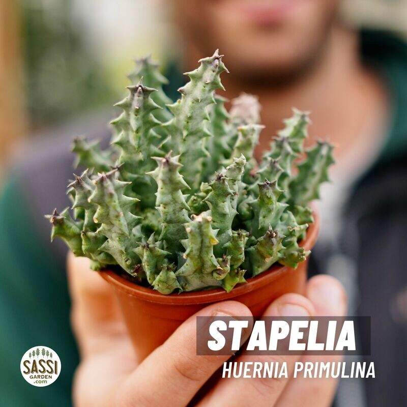 Stapelia Huernia Primulina - vaso Ø9 cm