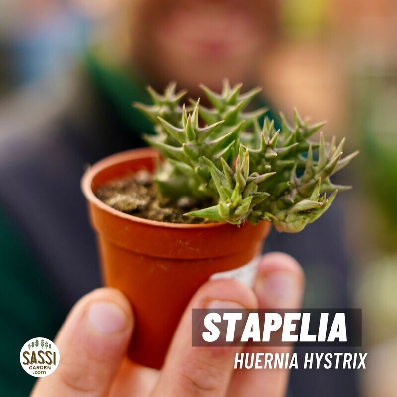 Stapelia Huernia Hystrix - vaso Ø5 cm