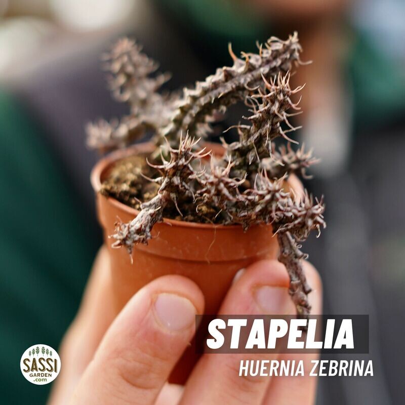 Stapelia, Huernia zebrina - vaso Ø5,5 cm