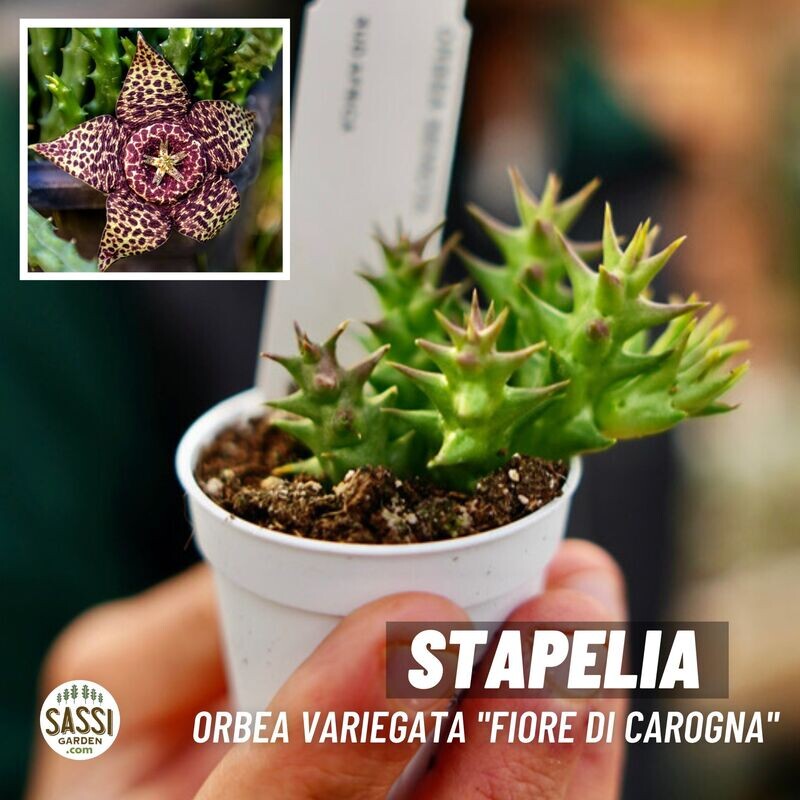 Stapelia Variegata &#39;Fiore di Carogna&#39;, Pianta stella di cadavere - vaso Ø5 cm