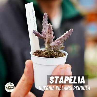 Stapelia Huernia Pendula - vaso Ø 5,5 cm