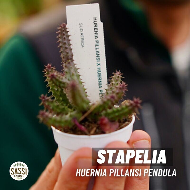 Stapelia, Huernia pillansi x pendula - vaso Ø5,5 cm