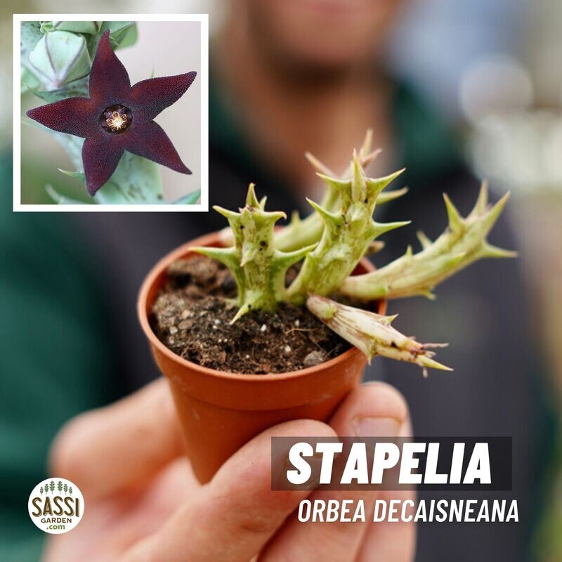 Stapelia, Orbea decaisneana - vaso Ø5,5 cm