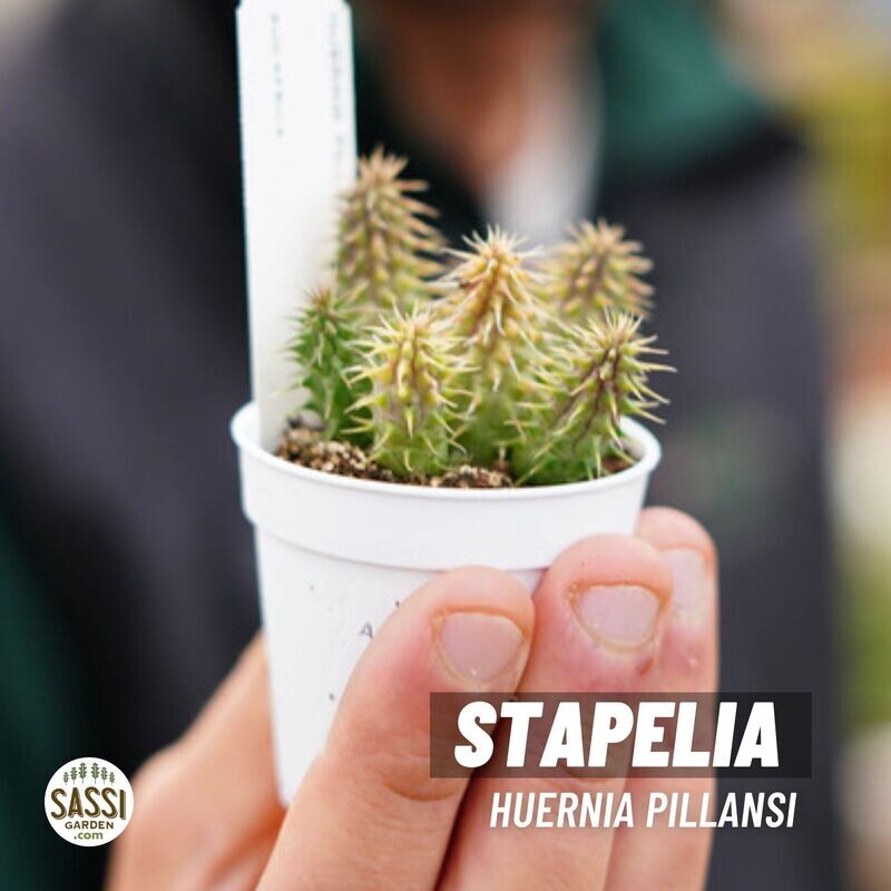 Stapelia, Huernia pillansii - vaso Ø5,5 cm