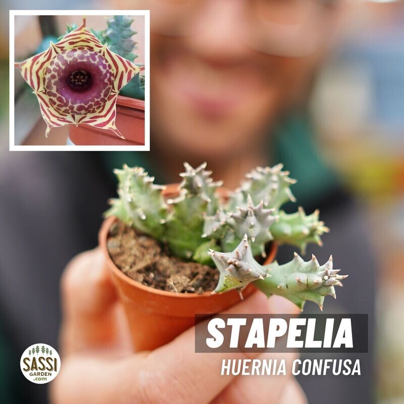 Stapelia, Huernia Confusa - vaso Ø5 cm
