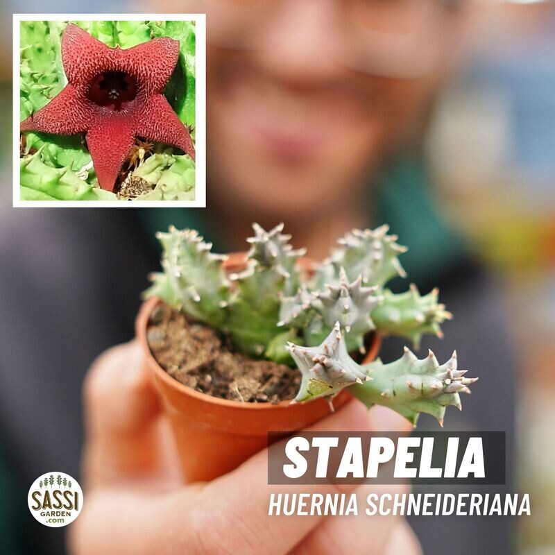 Stapelia, Huernia schneideriana - vaso Ø5.5 cm
