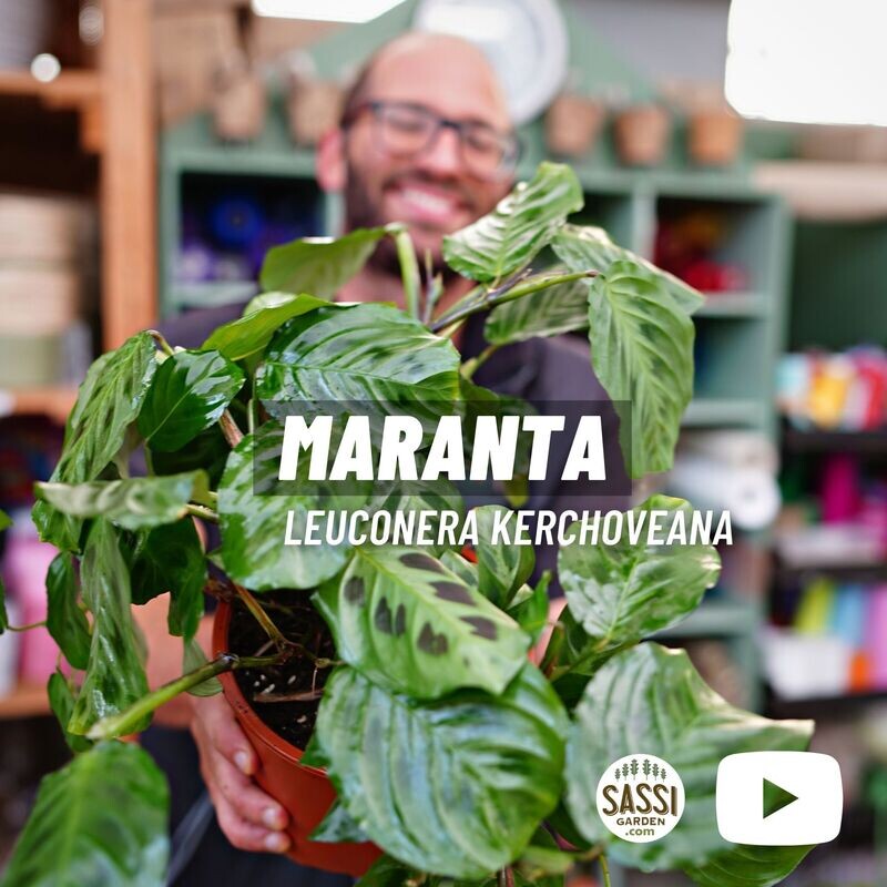 Maranta Leuconera, Leuconeura, Kerchoveana - vaso Ø12 cm