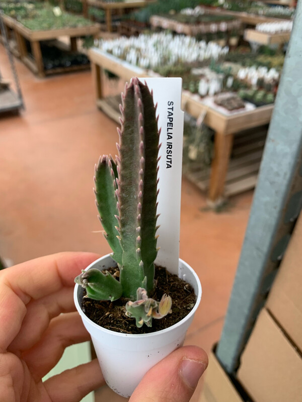 Stapelia Hirsuta - vaso Ø5,5 cm