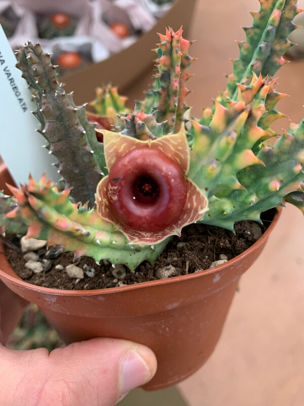 Stapelia Huernia Zebrina VARIEGATA - vaso Ø10,5 cm