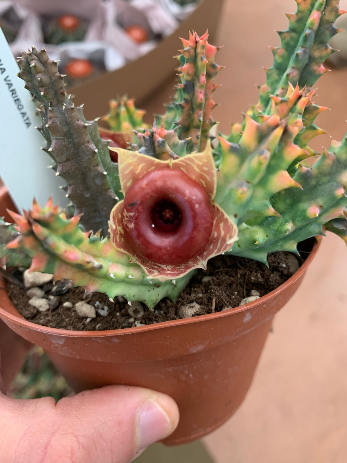 Stapelia Huernia Zebrina VARIEGATA vaso 10,5