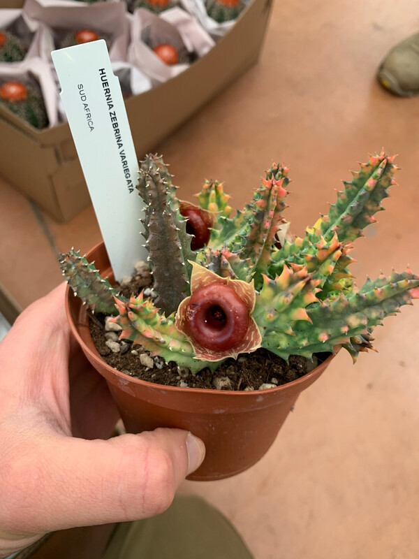 Stapelia Huernia Zebrina VARIEGATA - vaso Ø10,5 cm