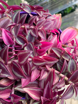 Tradescantia Zebrina Purpusii, Erba miseria, Tradescanzia - vaso Ø12 cm