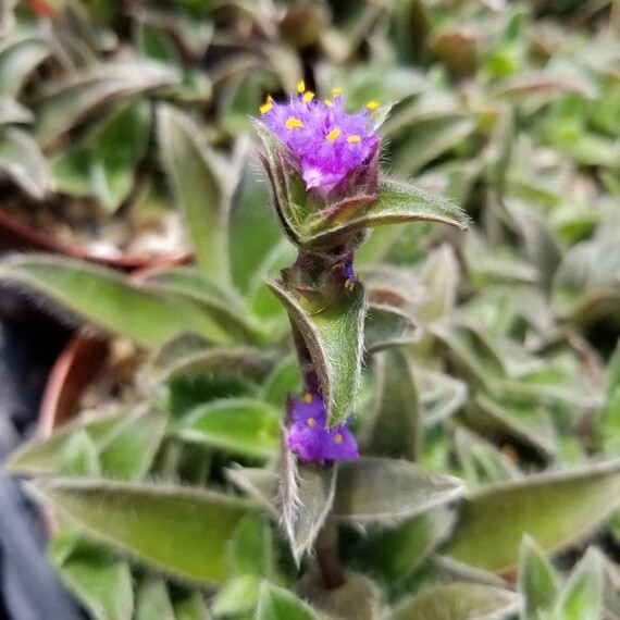 Tradescantia Cyanotis, Erba Miseria, Tradescanzia - vaso Ø12 cm