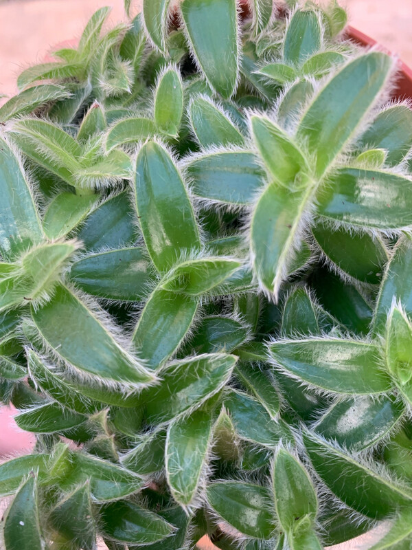 Tradescantia Cyanotis, Erba Miseria, Tradescanzia - vaso Ø12 cm