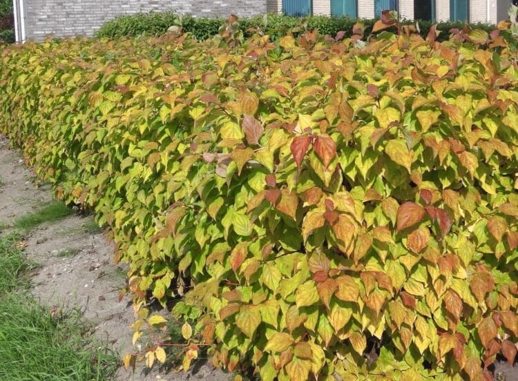 Cornus sericea 'Kelseyi', Cornus nano - vaso Ø17 cm