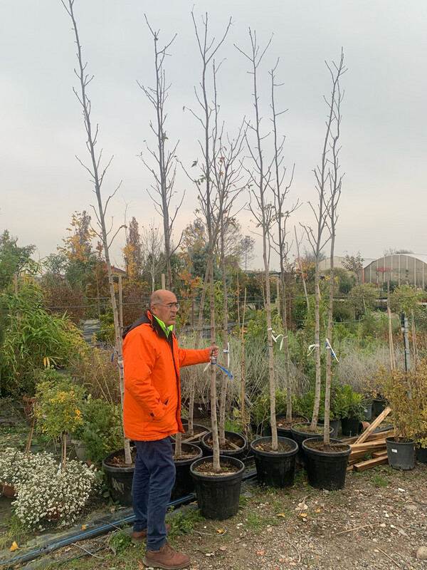 Liquidambar styraciflua, Storace americano - vaso Ø 40cm H 280cm