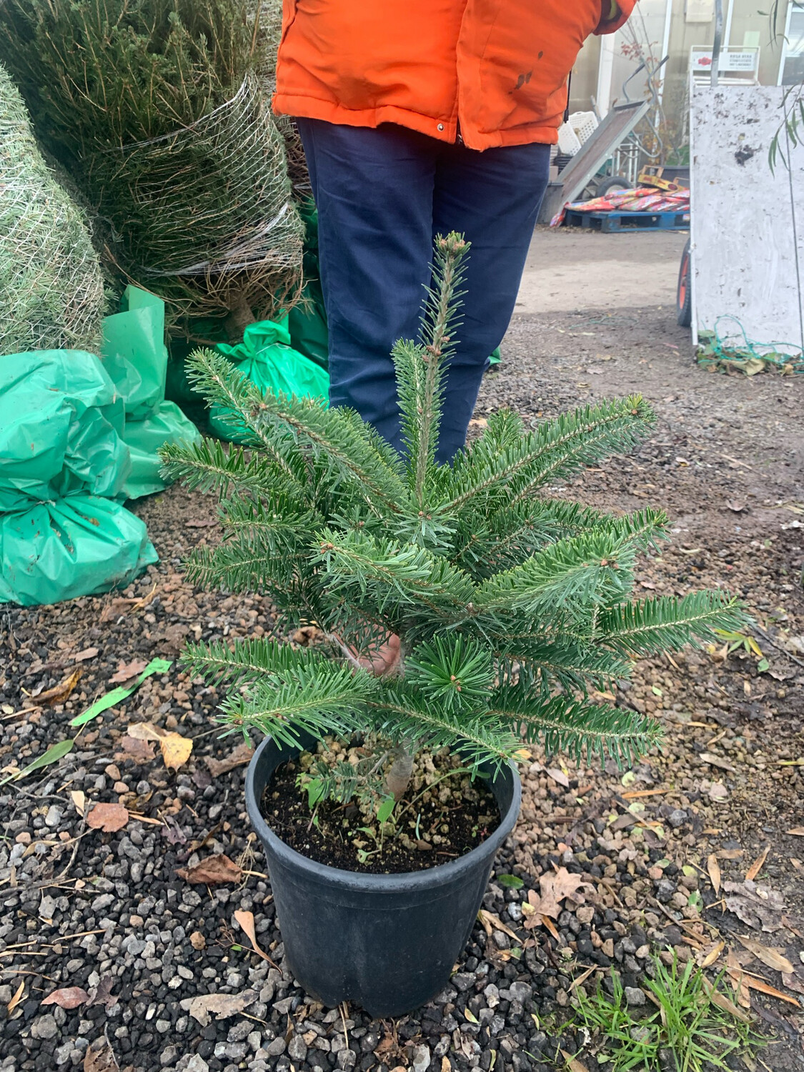 Abete Nordico, Abies Nordmanniana - vaso Ø25 cm