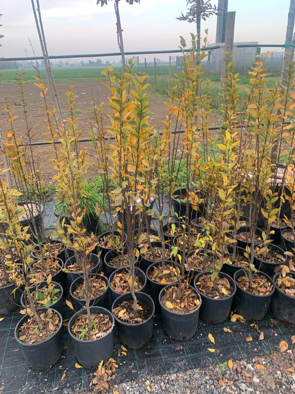 Carpinus betulus &#39;Pyramidalis&#39;, Carpino piramidale &#39;Fastigiata&#39; - VP. 24 cm, h 150 cm fuori vaso