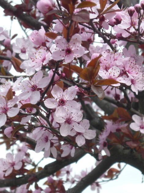 Prunus Pissardi (Ciliegio da fiore o Cagnetto) vaso 24 h