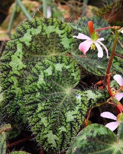 Begonia rex &#39;Sizemorea&#39; - vaso Ø12 cm