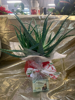 IDEA REGALO Aloe Arborescens v12 CON SAPONETTA ALL ALOE