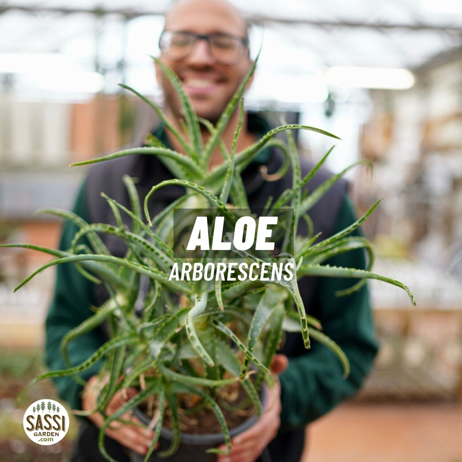 Aloe Arborescens - vaso Ø21 cm