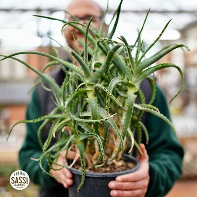 Aloe Arborescens - vaso Ø23 cm