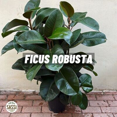 Ficus Robusta vaso 24cm