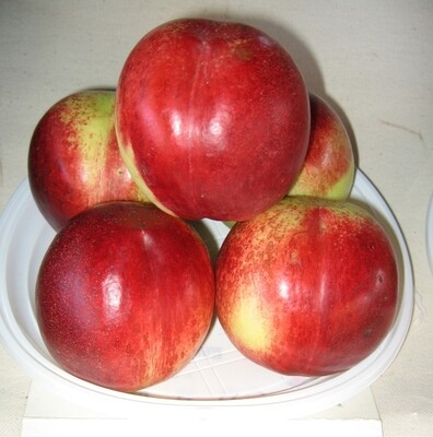 Pesco noce Caldesi 2000, Pesca, Nettarina, Prunus persica - vaso Ø25 cm