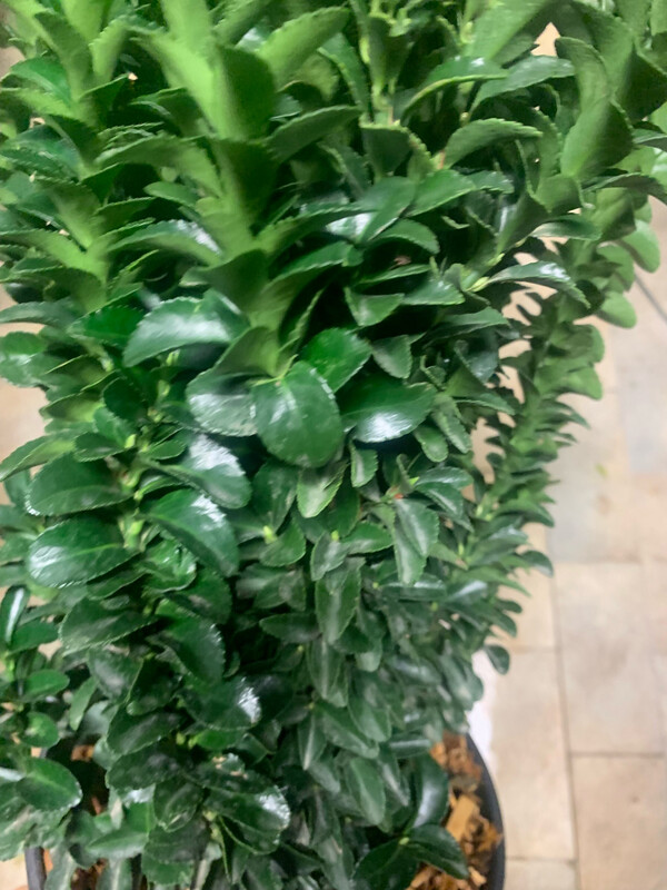 Evonimo, Euonymus japonicus  Benkomasaki - vaso Ø24 cm