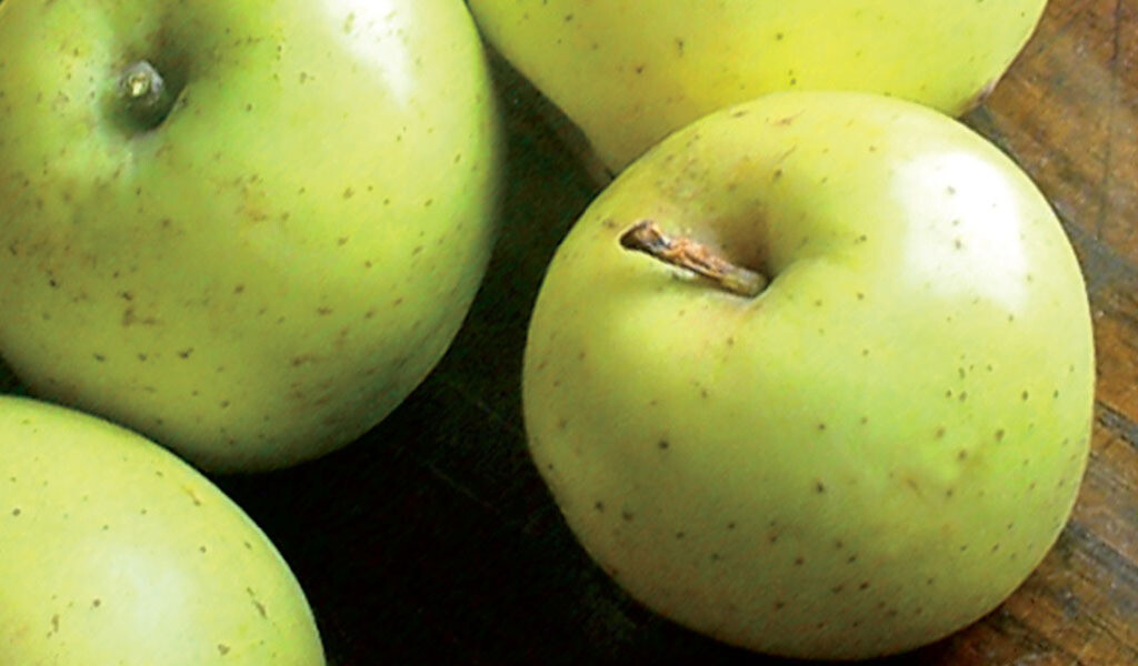 Melo Limoncella - Malus domestica - vaso 21