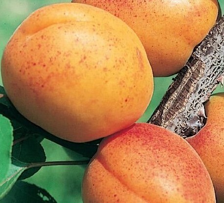 Albicocco Tyrinthos, Prunus armeniaca &#39;Tyrinthos&#39; - vaso Ø25 cm