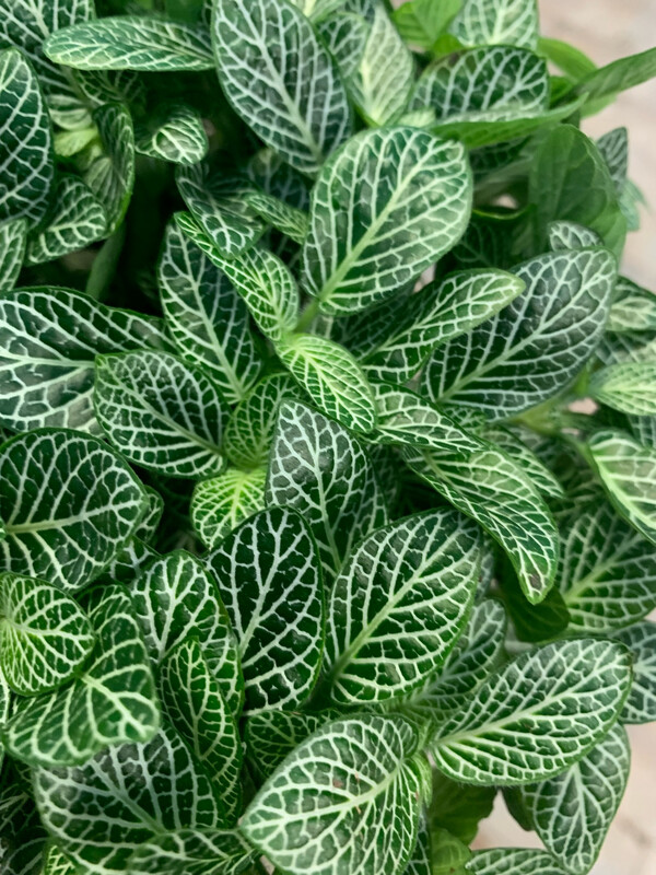 Fittonia Verschaffeltii - vaso Ø10 cm