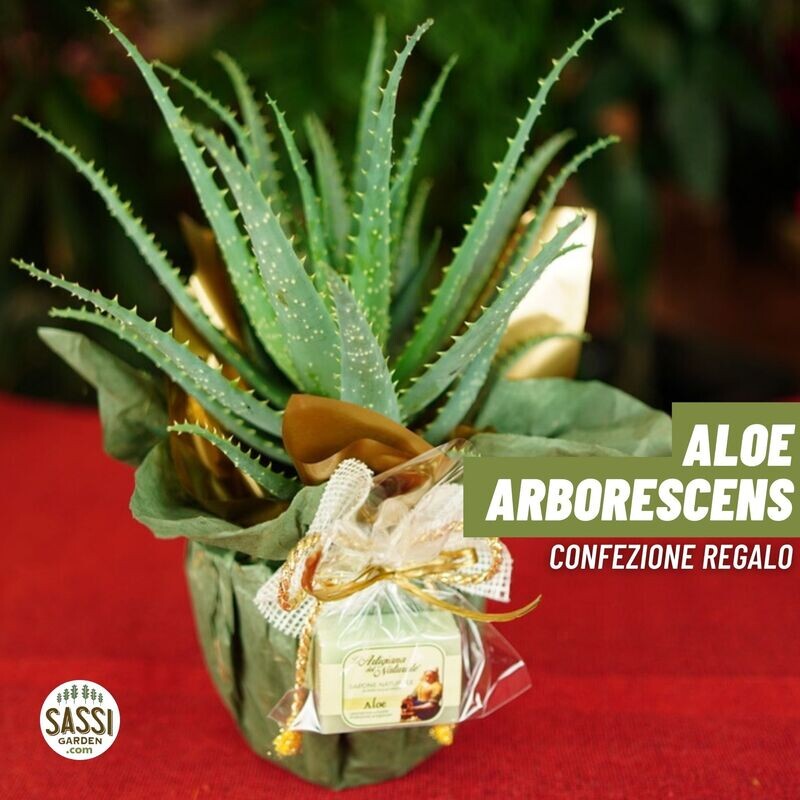 Aloe Arborescens Confezione Regalo con Saponetta all&#39;Aloe - vaso Ø12 cm