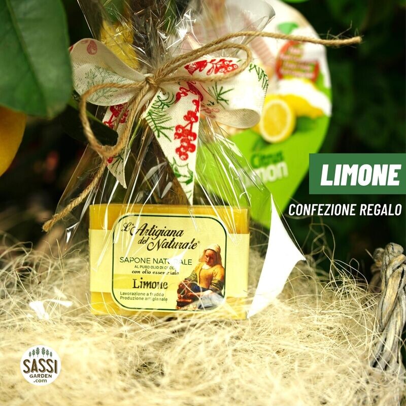 Limone, Citrus Limon, confezione regalo con saponetta al limone - vaso Ø22 cm