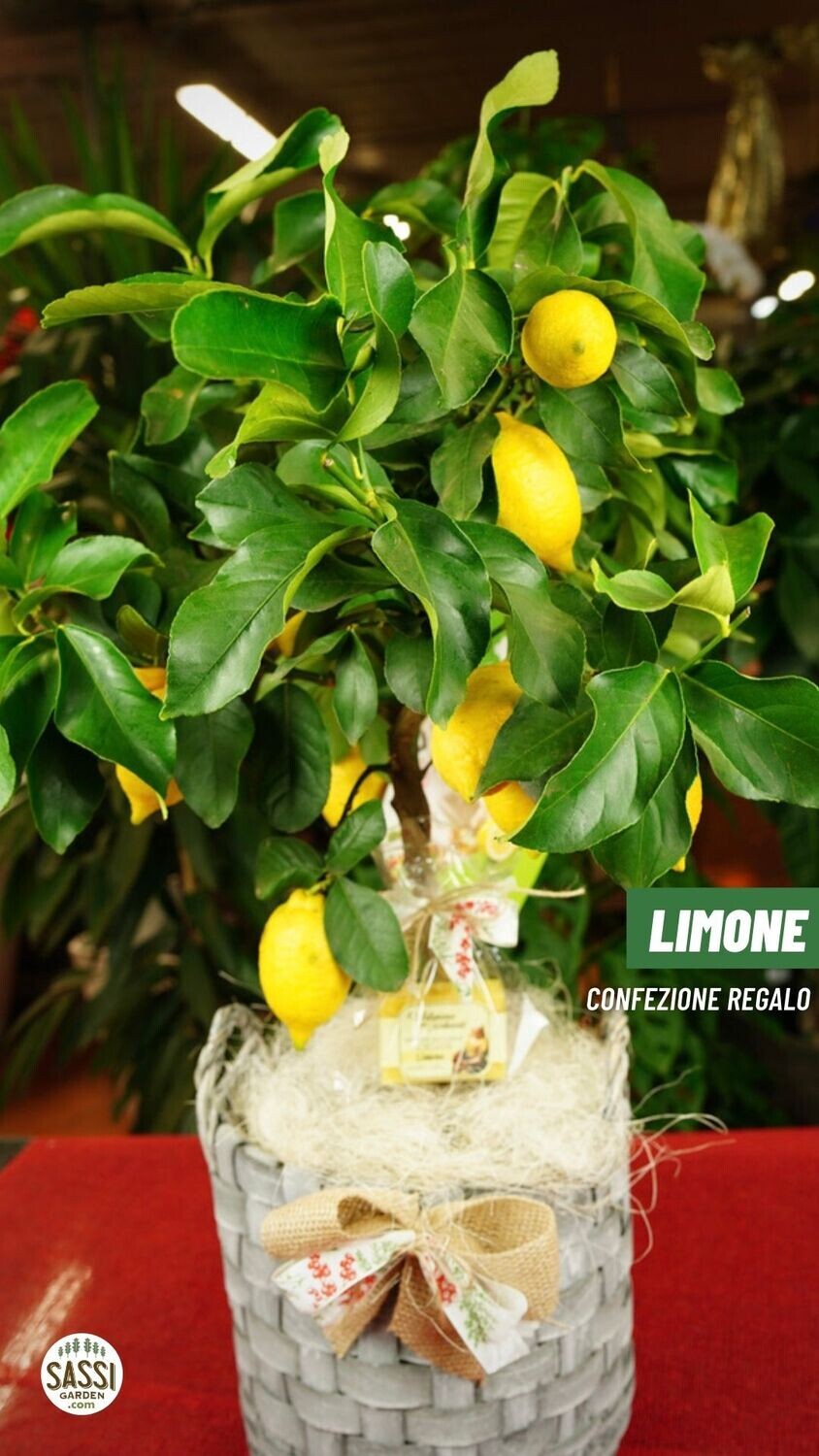 IDEA REGALO Limone Citrus Limone Limoni  CON SAPONETTA AL LIMONE v21 Lunario