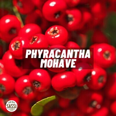 Piracanta, Pyracantha Mohave, bacca rossa - vaso Ø15 cm, h 60 cm