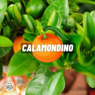 Calamondino Mandarino Nano Citrus Mitis v21